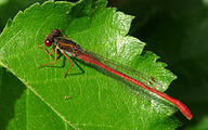 Small Red Damsel (Ceriagrion Tenellum)